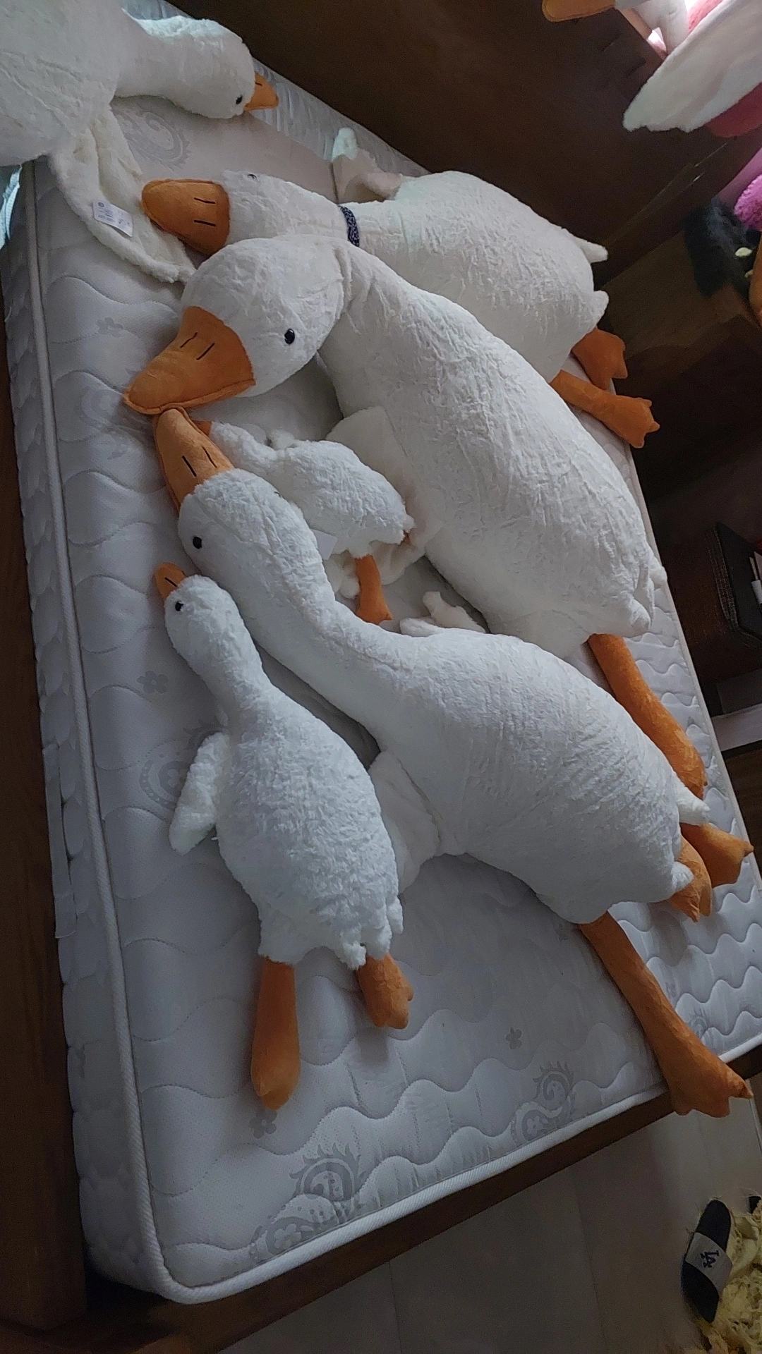 عروسک غازخوابیده 190سانتی بزرگترین عروسک